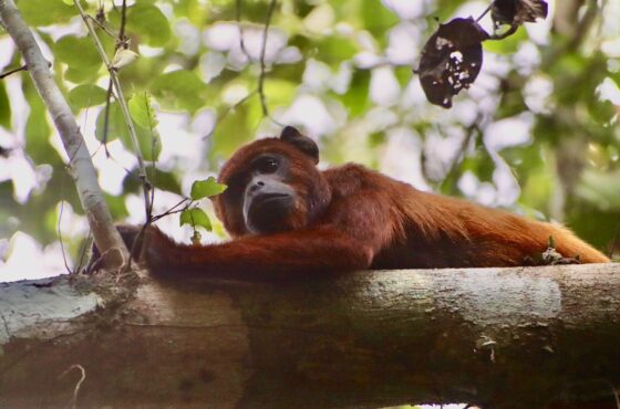 Pmal-05 : Descubra los secretos del Amazonas : 4 días de felicidad para los guacamayos