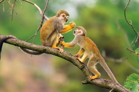 Iqu-07 : Pacaya Samiria Safari de Vida Silvestre - 4 Días de Reserva Amazónica