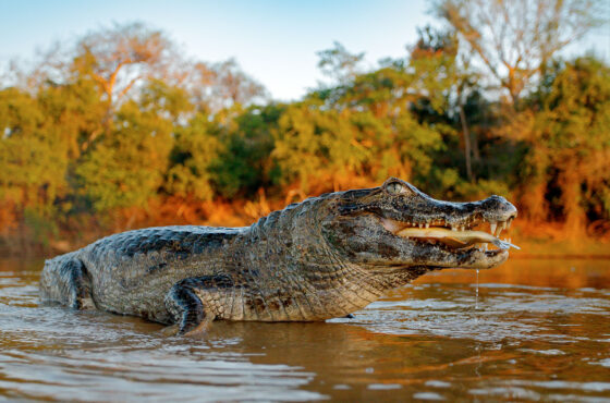 Iqu-04 : Expedición al Amazonas - 4 días de maravillas en la selva tropical