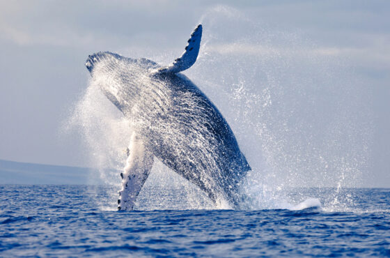 Man-04 : Avistamiento de ballenas de Máncora - Gigantes majestuosos