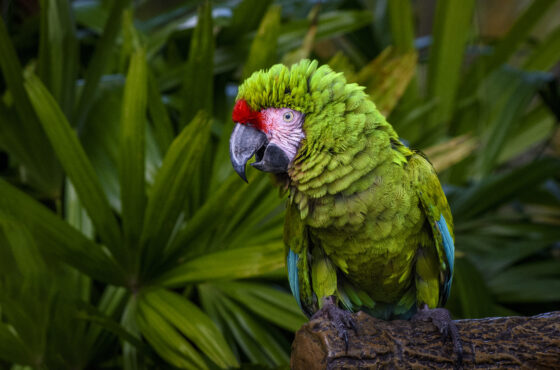 Iqu-06 : Safari Pacaya Samiria - 3 Días en la Reserva Nacional del Amazonas