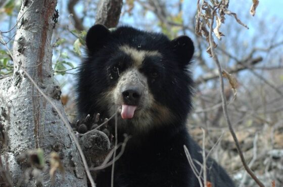 Chi-03 : Escapada a la Reserva Ecológica de Chaparrí