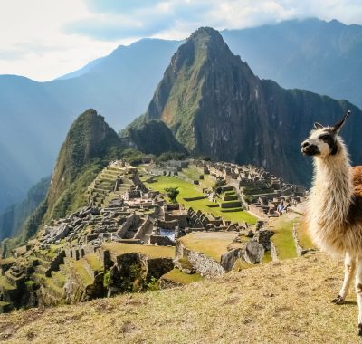 Lama And Machu Picchu