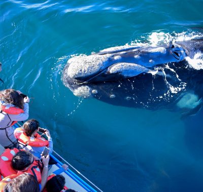 people taking picture during Whale watching tour in Pen&iacute;nsula Vald&eacute;s - Patagonia Argentina