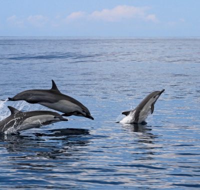 Common dolphins jumping, Costa Rica