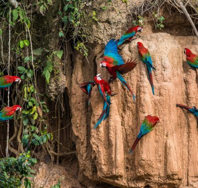 macaws in the peruvian Amazon jungle at Madre de Dios